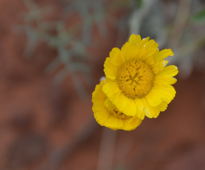 The Watchman Trail 